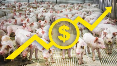 非洲豬瘟影響全球供應和價格	宜早檢視農畜業的可持續性