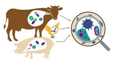 全球響應315：向餐牌上抗生素食材說不！