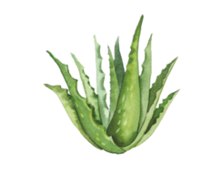 蘆薈
