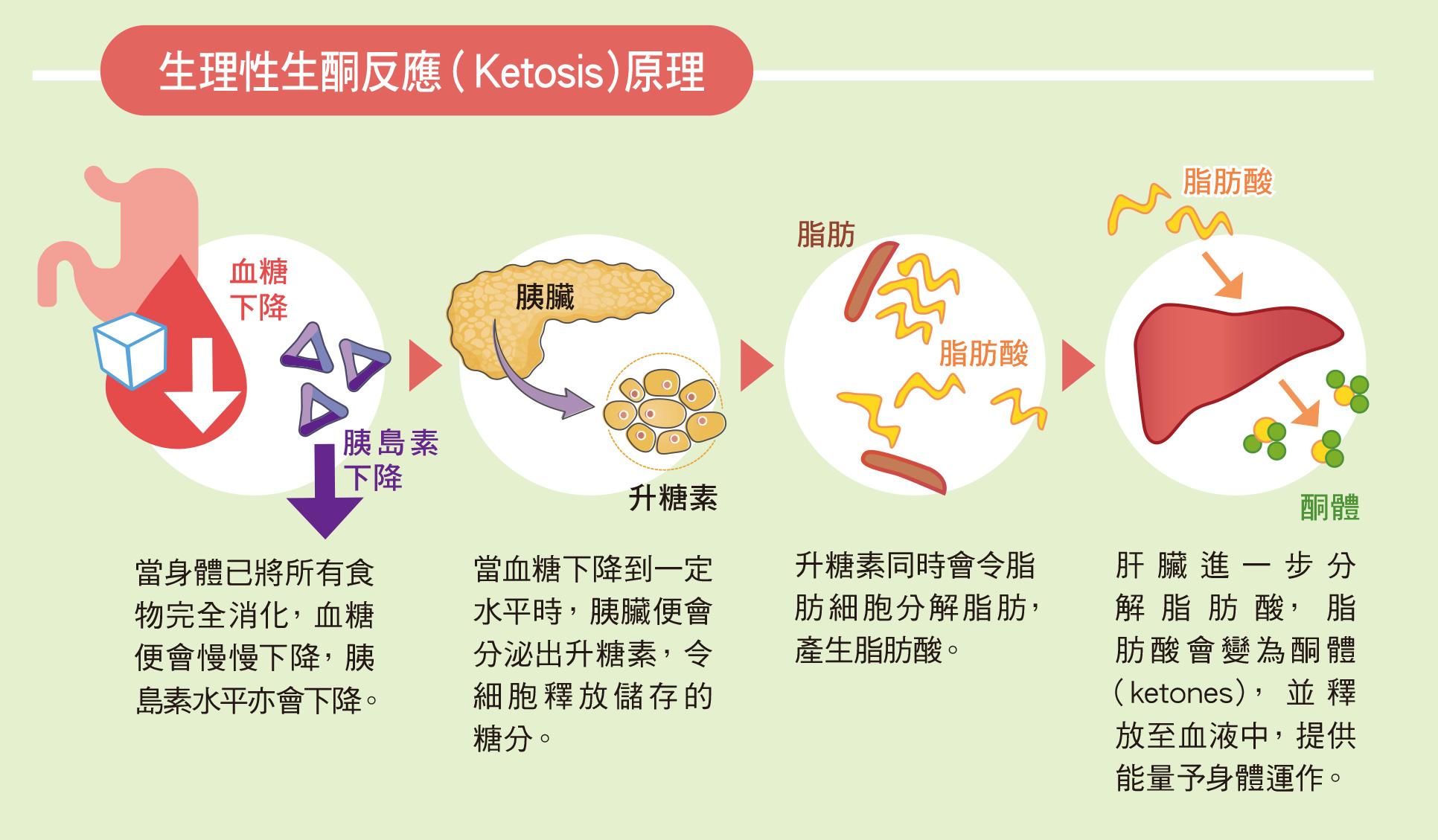 斷食減肥法的原理