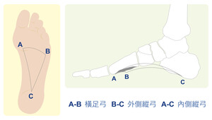 足弓的位置