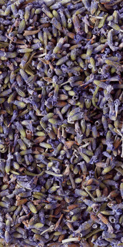 薰衣草(Lavender)