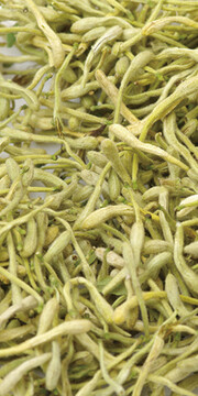 金銀花(Honeysuckle)