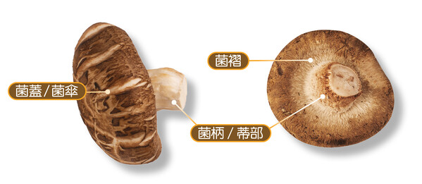 浸發乾香菇的注意事項