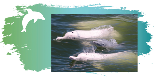 觀察中華白海豚