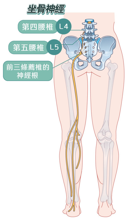 坐骨神经由第四、第五腰椎及前三条荐椎的神经根汇集而成,经臀部沿大腿后侧向下延伸到足部。