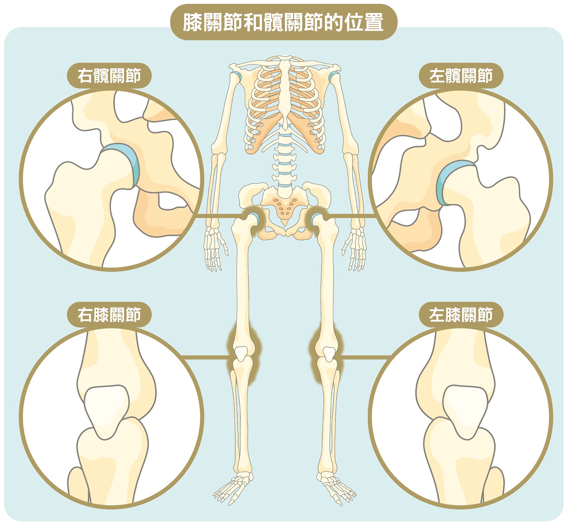 图画显示膝关节和髋关节位置 