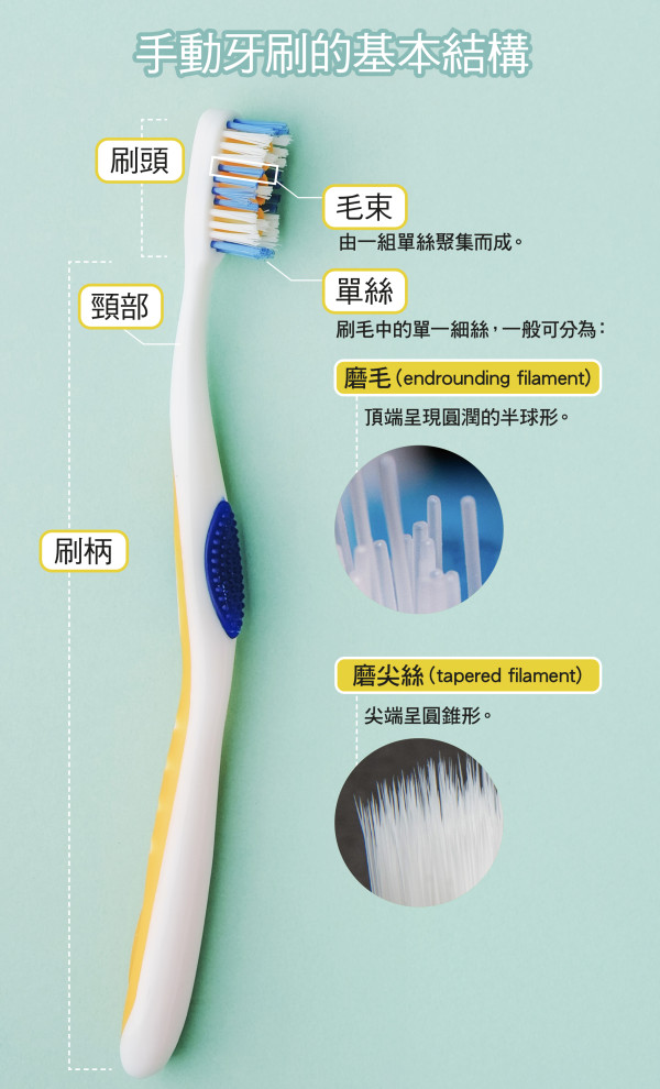 手動牙刷的基本結構