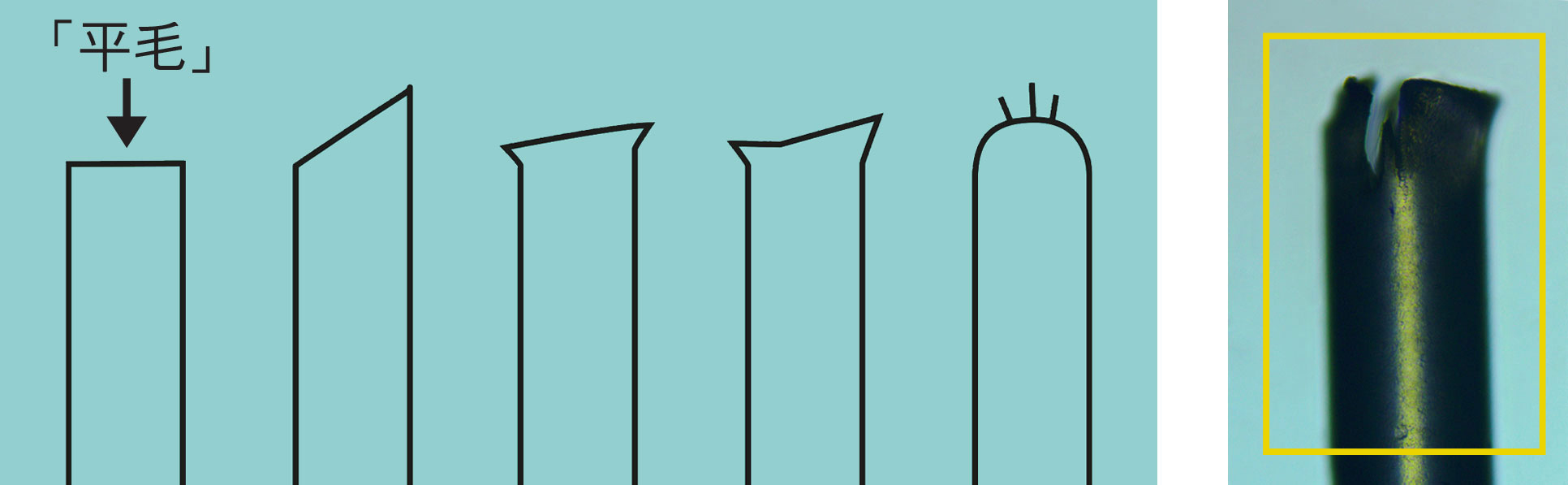 圖三:參考GB 39669-2020標準, 上述不同磨毛單絲頂端輪廓均屬不符合規定的示例。(左)個別不符合標準規定的磨毛樣本的顯微鏡影像。(右)