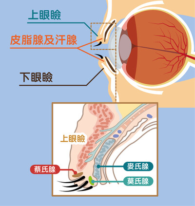 图一：眼睑及腺体结构图                                                   
