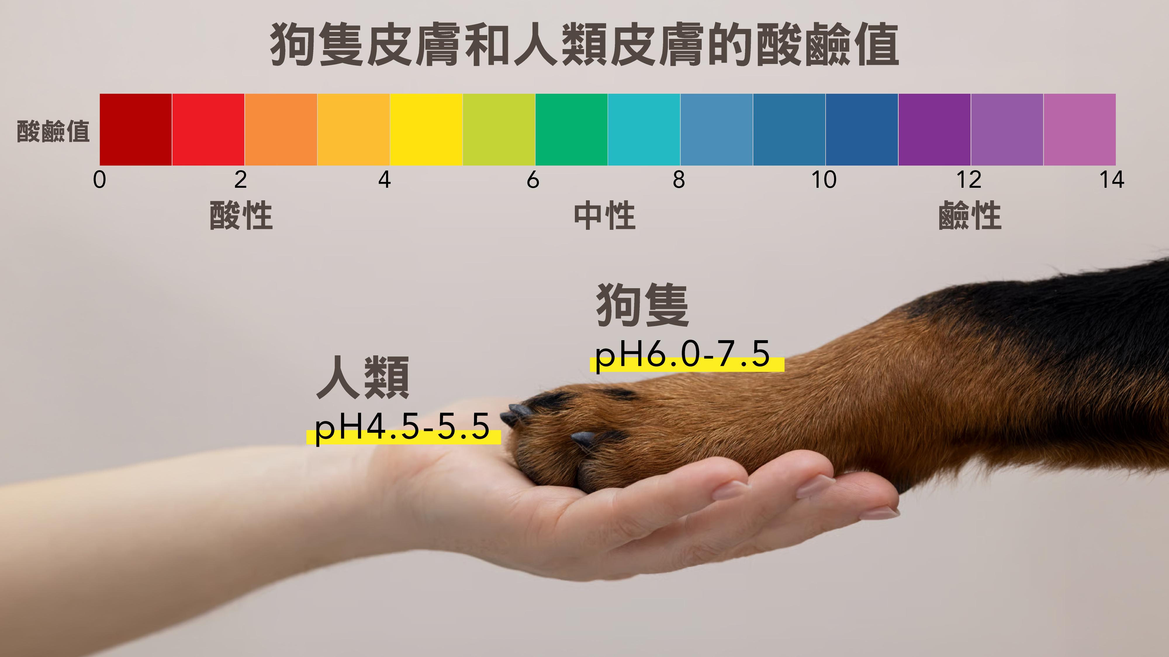 狗只的皮肤与人类皮肤酸硷度