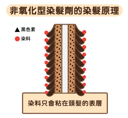 非氧化型染发剂的染发原理