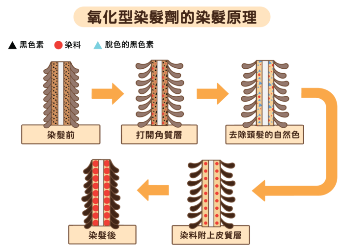 氧化型染发剂的染发原理