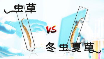 《虫草 vs. 冬虫夏草　傻傻分不清？》