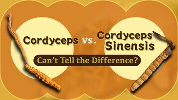 Cordyceps vs. Cordyceps sinensis: Can’t Tell the Difference?