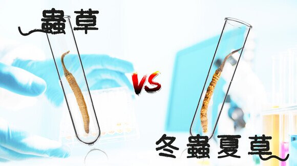 《蟲草 vs. 冬蟲夏草　傻傻分不清？》