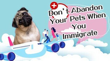 《Don’t Leave Them Behind – How to Immigrate Together With Your Pets? 》
