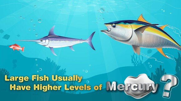 Trivia about Food: Large Fish Have Higher Levels of Mercury?