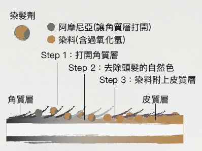 永久性染髮劑