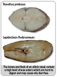 ruvettus pretiosus vs lepidocybium flavobrnneum comparison