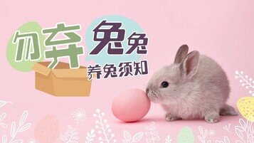 兔子主食不是红萝卜而是 ……？买兔前要知的6件事