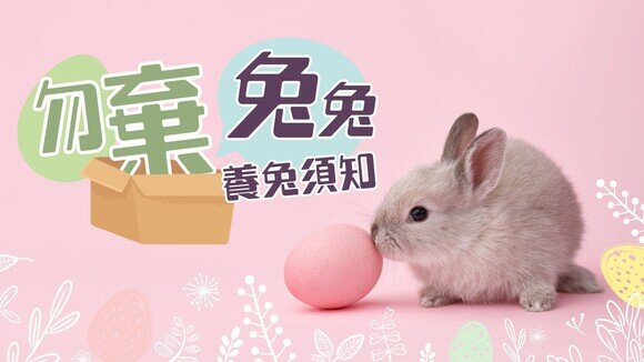 兔子主食不是紅蘿蔔而是 ……？買兔前要知的6件事