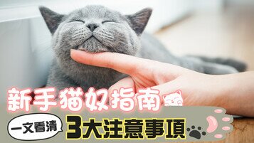 【新手貓奴指南】養貓前準備 一文看清3大注意事項