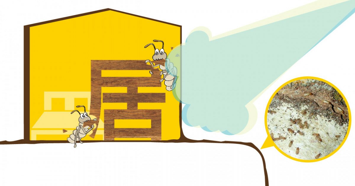 香港滅蟲服務市場價格範圍與客戶關注焦點