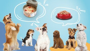 8成狗用主食罐微量营养素和氨基酸含量未符国际建议   忽视标签错误餵饲可构成严重健康风险