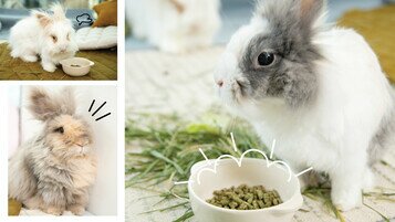 全部兔糧樣本維他命D和礦物質含量不符歐美相關建議 全部主食糧各有營養素問題 長期作主食或有損兔子健康